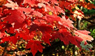 解落三秋叶能开二月花 解落三秋叶能开二月花